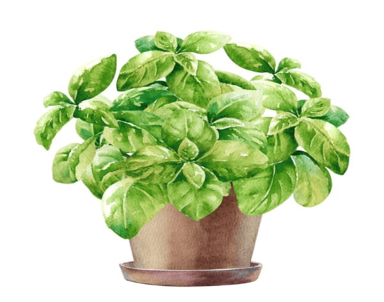 Fresh basil leaves herbal plant used for natural remedies