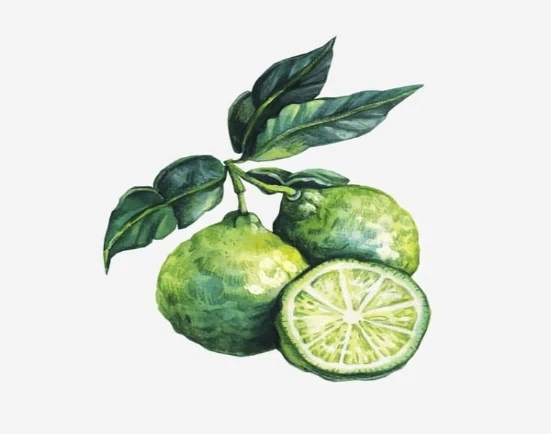 Bergamot citrus essential oil