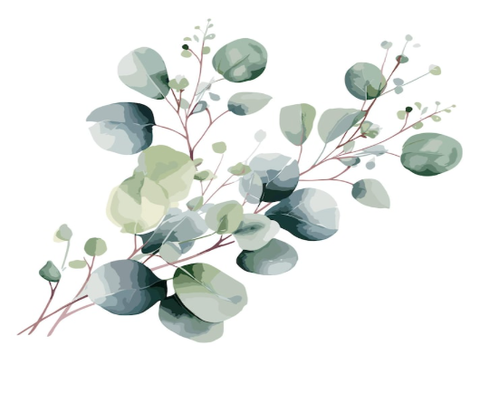 Eucalyptus leaves herbal plant known for medicinal benefits