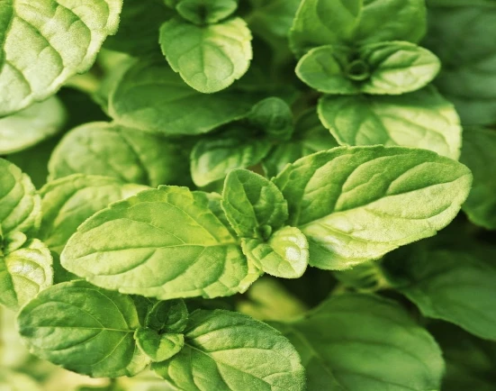 Herbal Essential Oils Category