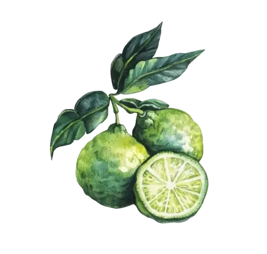 Bergamot citrus essential oil